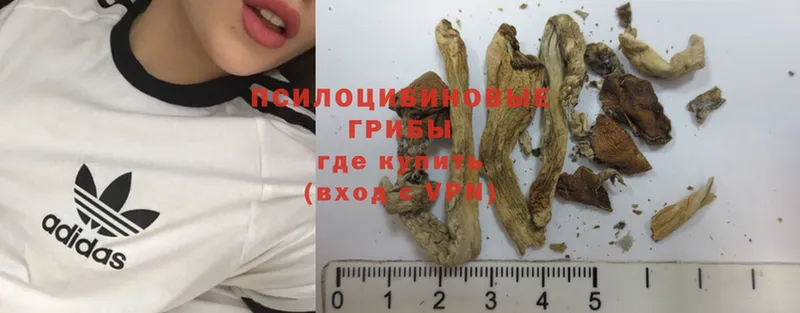 Галлюциногенные грибы Psilocybe  хочу наркоту  Красноармейск 